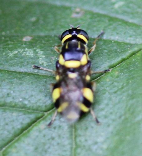 Réf. 182 923 : Oxycera rara